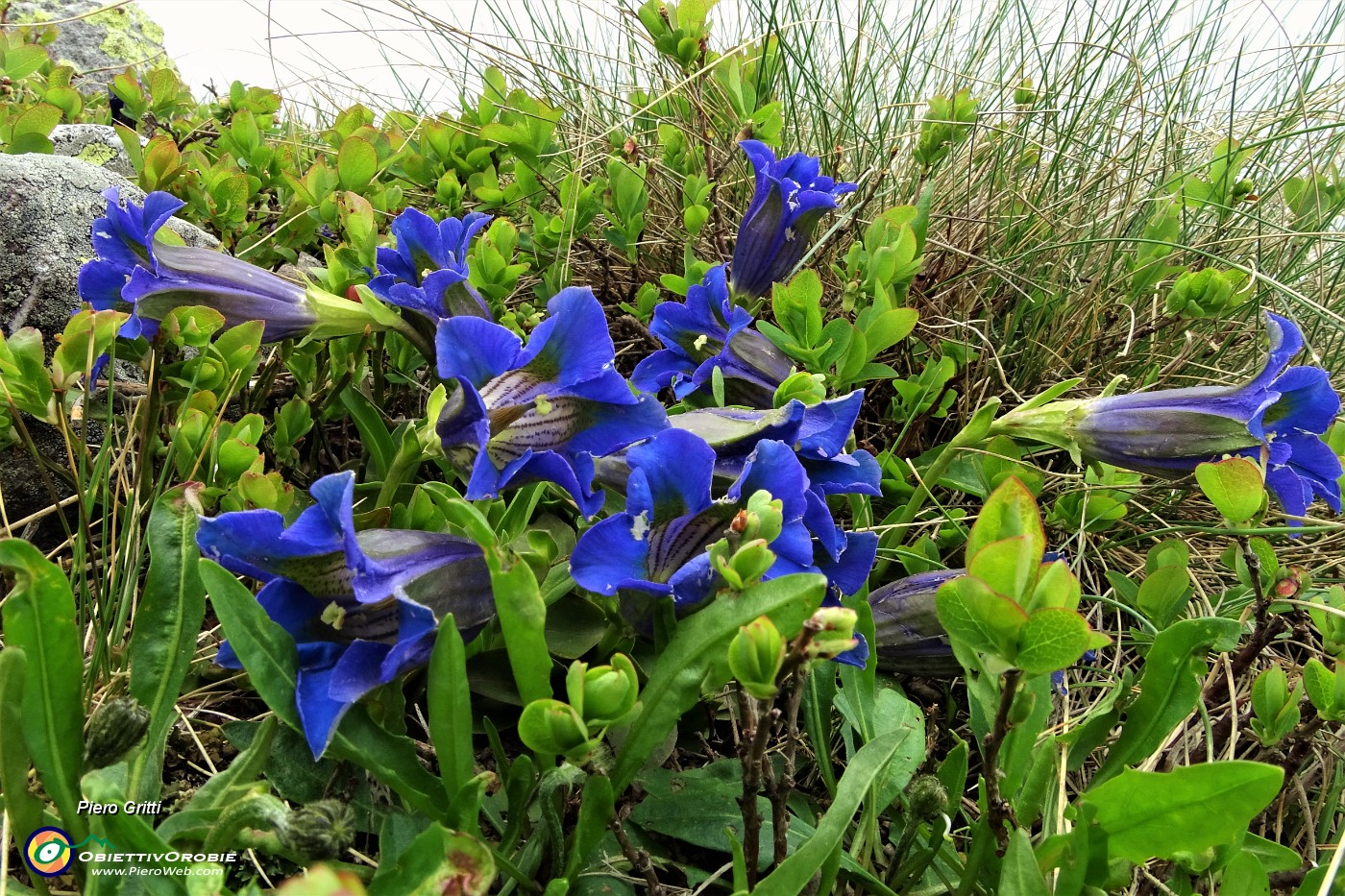 77 Genziana di Clusius (Gentiana clusii).JPG